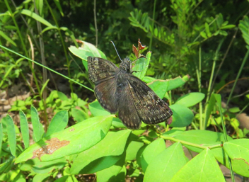 Wild Indigo Duskywing - female